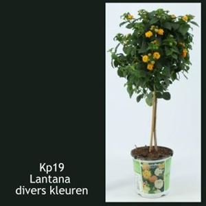 Bild von KP19 Lantana  stam Divers